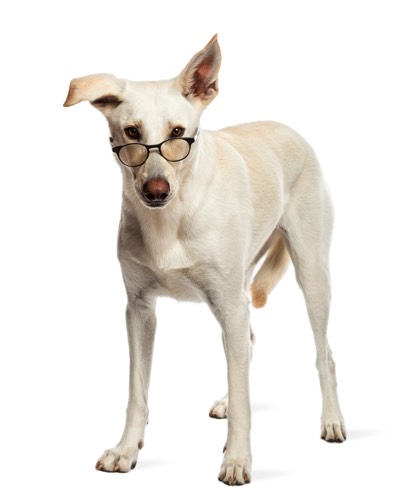 chien lunettes